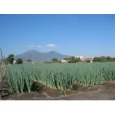 Seminte ceapa verde Parade