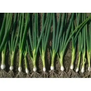 Seminte ceapa verde Performer