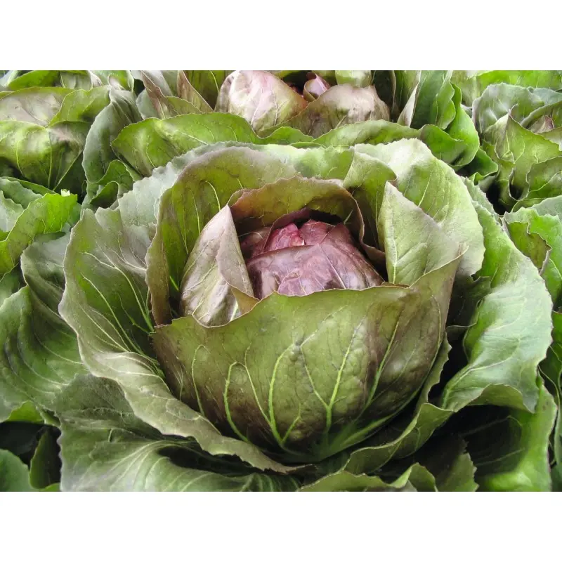 Seminte radicchio rosso Leonardo