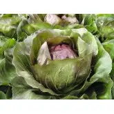 Seminte radicchio rosso Leonardo
