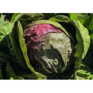 Seminte radicchio rosso Leonardo