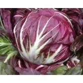 Seminte radicchio rosso Leonardo