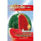 Seminte pepene verde Crimson Sweet Alta Selezione Qualita
