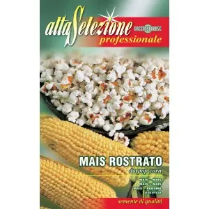 Seminte porumb Popcorn Alta Selezione Qualita