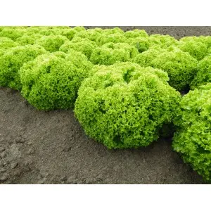 Seminte salata Biondonna