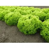 Seminte salata Biondonna