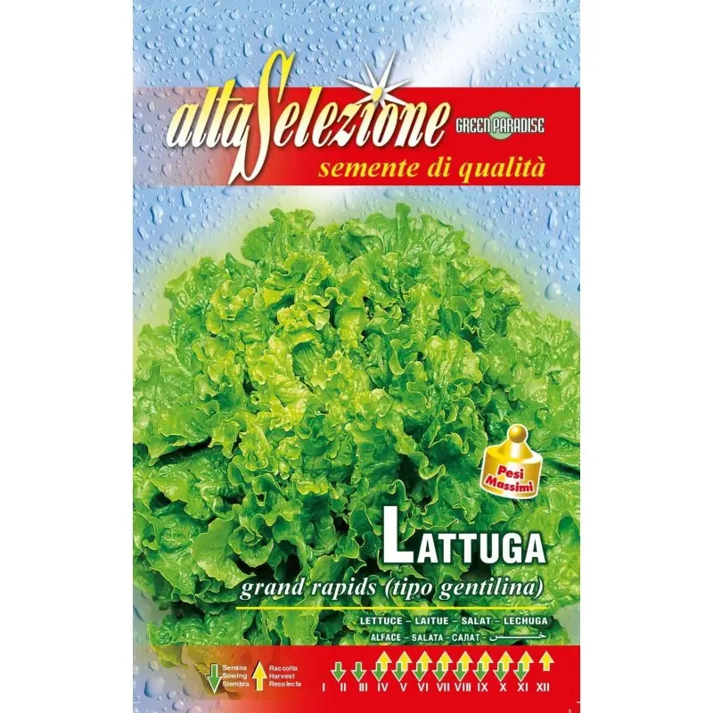 Seminte salata Gentilina Alta Selezione Qualita