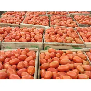 Seminte tomate Plum Regal F1