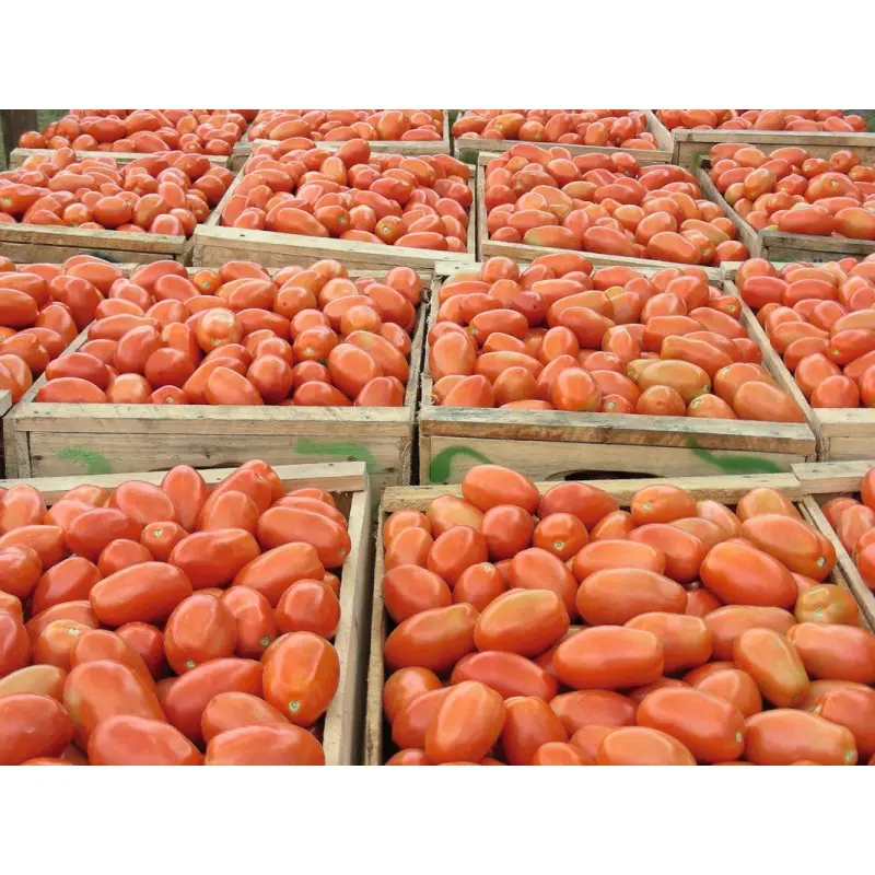Seminte tomate Plum Regal F1