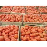 Seminte tomate Plum Regal F1