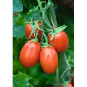 Seminte tomate Torquay F1