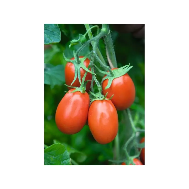 Seminte tomate Torquay F1