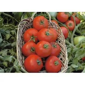 Seminte tomate Polfast F1