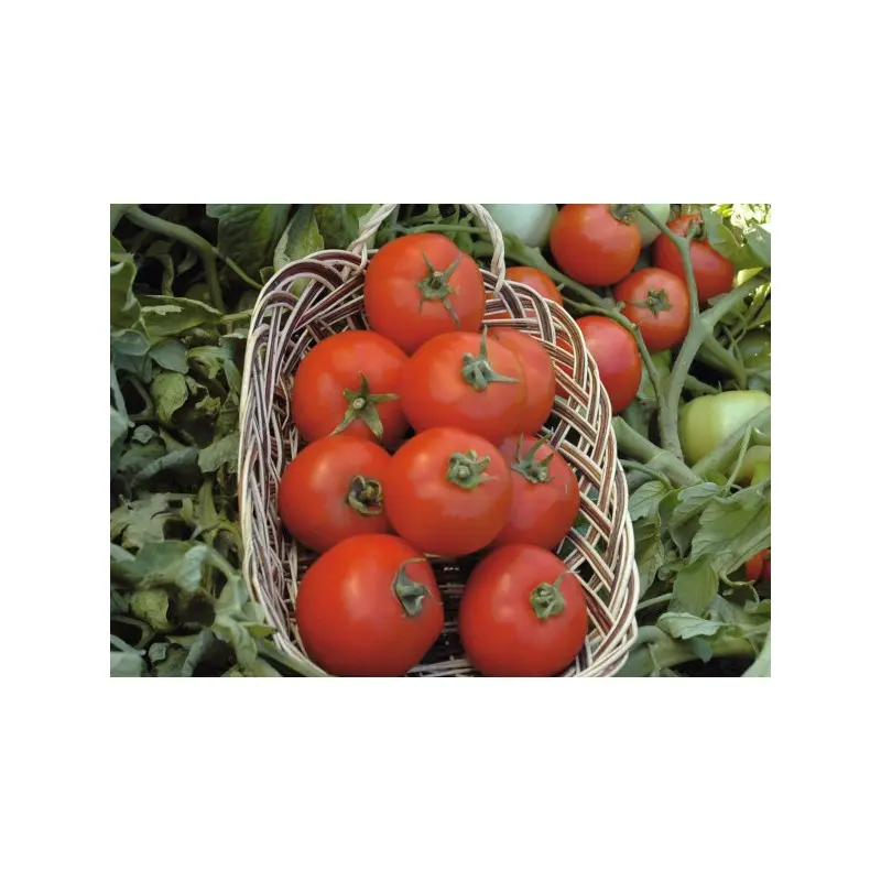 Seminte tomate Polfast F1