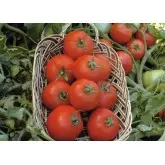 Seminte tomate Polfast F1