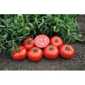 Seminte tomate Tomsk F1