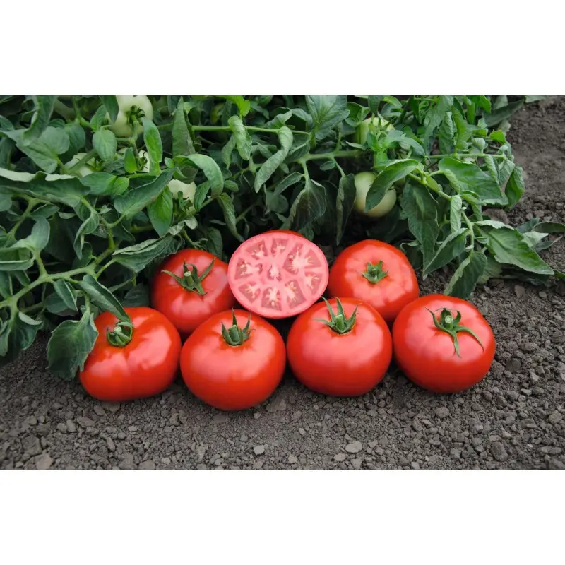 Seminte tomate Tomsk F1