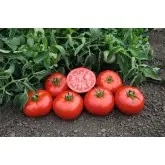 Seminte tomate Tomsk F1