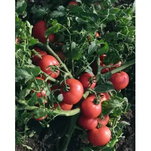 Seminte tomate Sultan F1