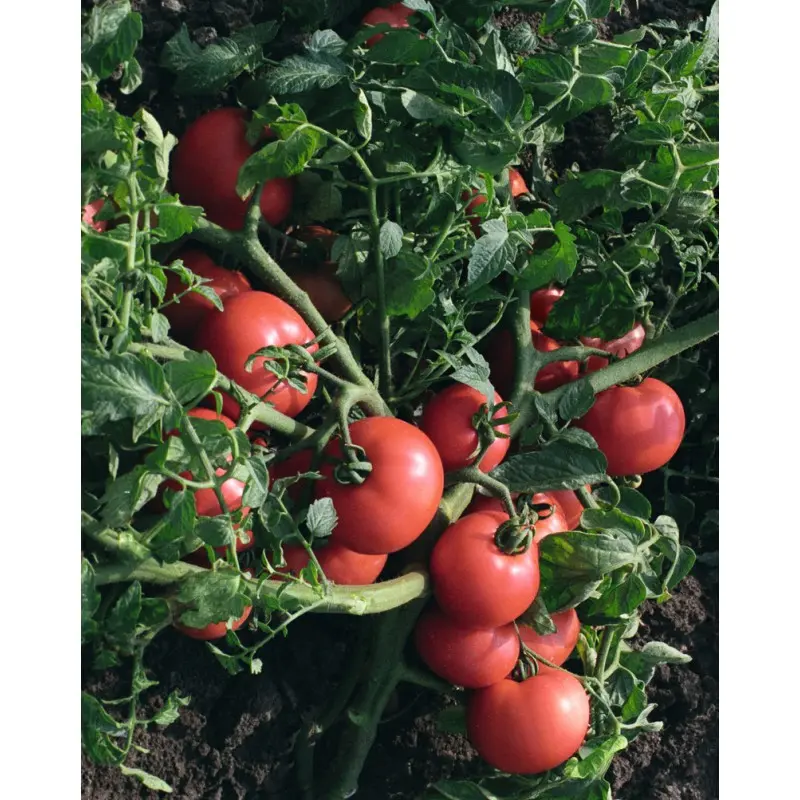 Seminte tomate Sultan F1