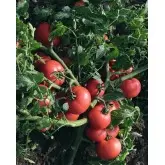 Seminte tomate Sultan F1
