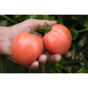 Seminte tomate Torbay F1