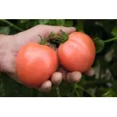 Seminte tomate Torbay F1