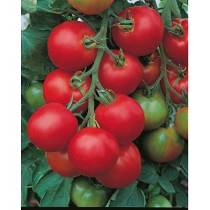 Seminte tomate Tolstoi F1