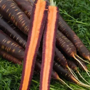 Seminte morcov Purple Haze F1