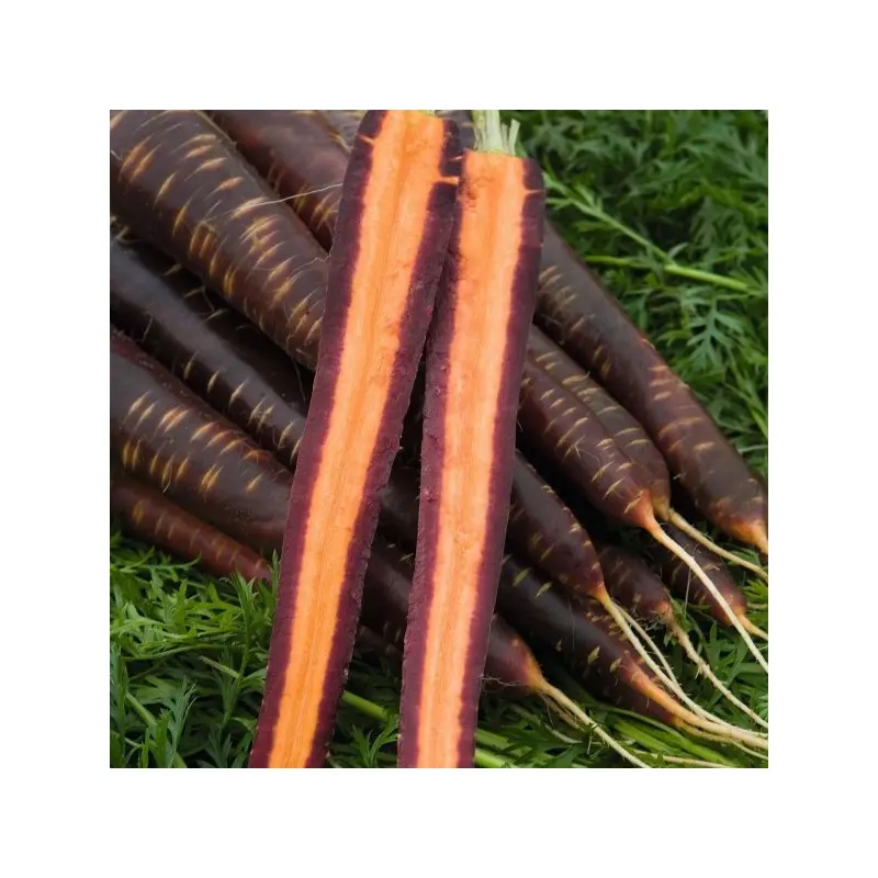 Seminte morcov Purple Haze F1