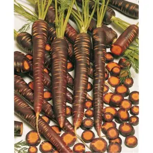 Seminte morcov Purple Haze F1