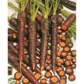 Seminte morcov Purple Haze F1