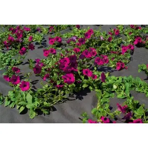 Folie microporoasa neagra pentru mulcire, Horti-Stop, 50 g/mp