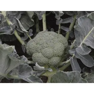 Seminte broccoli Batory F1