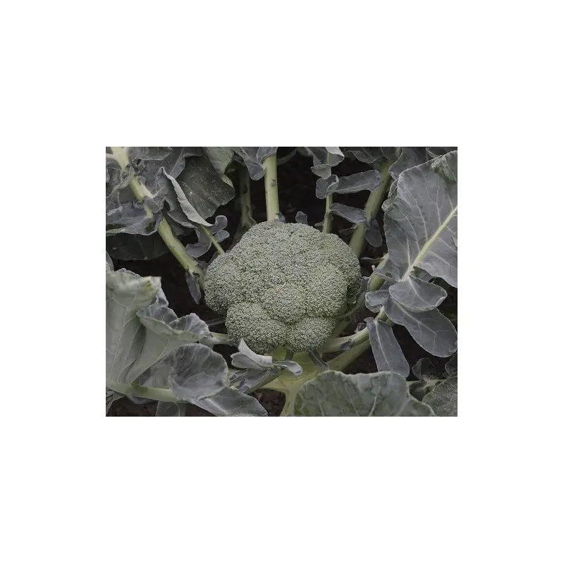 Seminte broccoli Batory F1