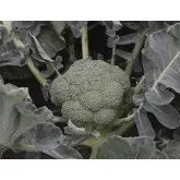 Seminte broccoli Batory F1
