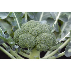 Seminte broccoli Monaco F1
