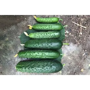 Seminte castraveti Spino F1