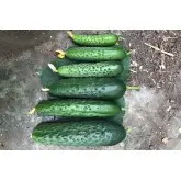 Seminte castraveti Spino F1