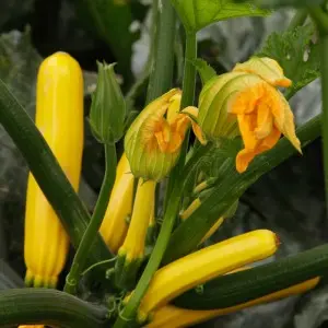 Seminte dovlecel Golden Glory F1