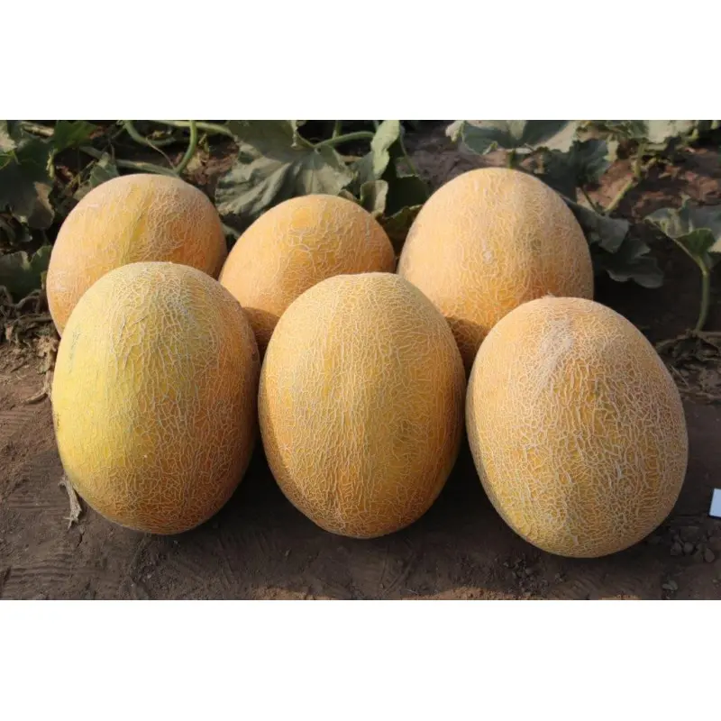 Seminte pepene galben Flander F1