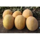 Seminte pepene galben Flander F1