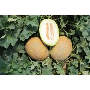 Seminte pepene galben Flander F1