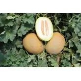 Seminte pepene galben Flander F1