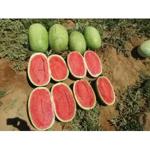 Seminte pepene verde Ghalina F1