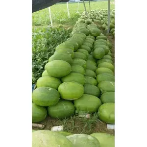 Seminte pepene verde Ghalina F1