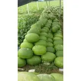 Seminte pepene verde Ghalina F1
