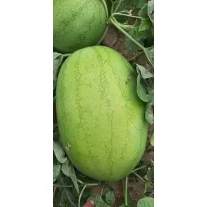 Seminte pepene verde Ghalina F1