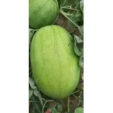 Seminte pepene verde Ghalina F1