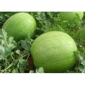 Seminte pepene verde Elghali F1